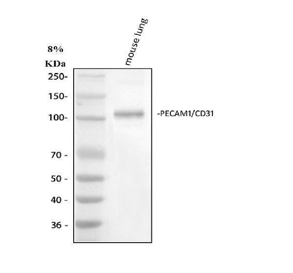 Anti-CD31/Pecam1 Antibody Picoband® Boster Bio