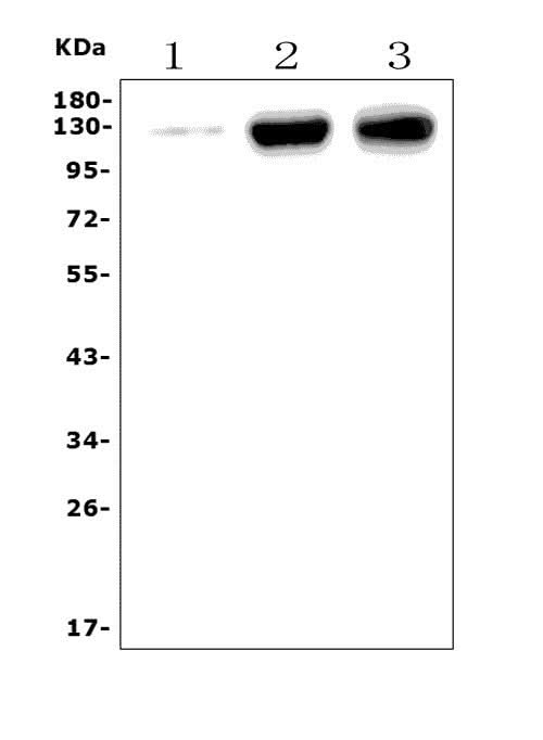 Anti-CD31/Pecam1 Antibody Picoband® Boster Bio