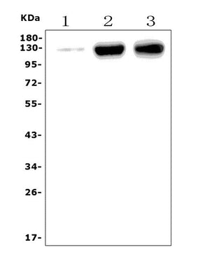 Anti-CD31/Pecam1 Antibody Picoband® Boster Bio
