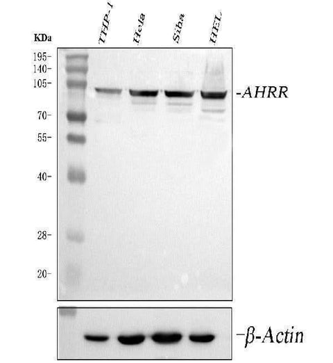 Anti-AHRR Antibody Picoband® Boster Bio