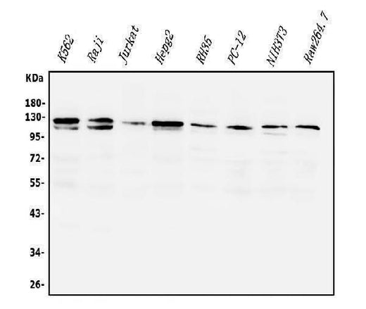 Anti-PI3K-gamma/PIK3CG Antibody Picoband® Boster Bio