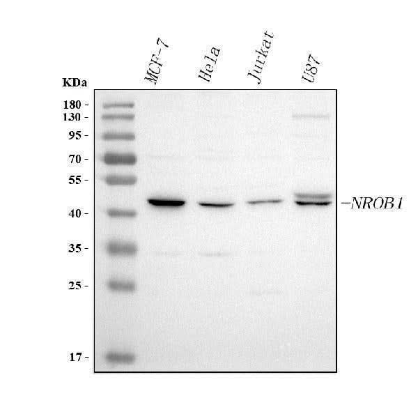 Anti-DAX-1/NR0B1 Antibody Picoband® Boster Bio