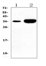 Anti-Carbonic Anhydrase IV/CA4 Antibody Picoband® Boster Bio