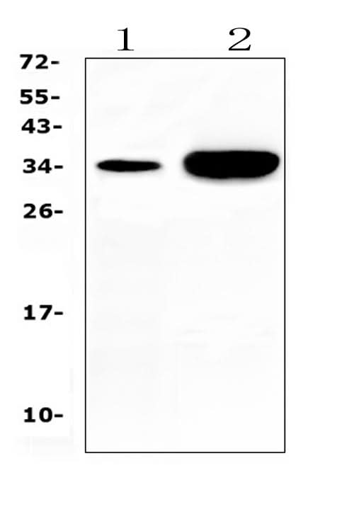 Anti-Carbonic Anhydrase IV/CA4 Antibody Picoband® Boster Bio