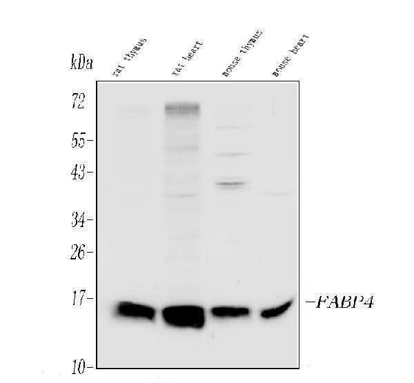 Anti-FABP4 Antibody Picoband® Boster Bio