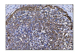 Anti-TLR8 Antibody Boster Bio
