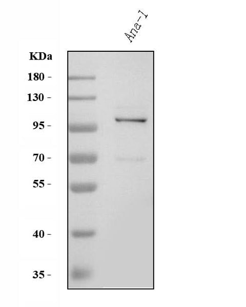 Anti-Tlr8 Antibody Picoband® Boster Bio