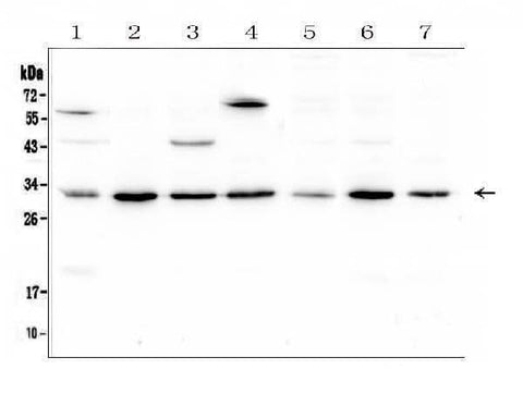 Anti-RPS3 Antibody Picoband® Boster Bio