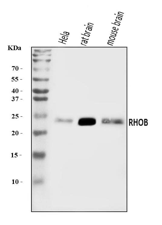 Anti-RHOB Antibody Picoband® Boster Bio