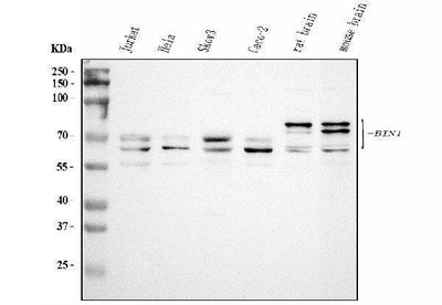 Anti-BIN1 Antibody Picoband® Boster Bio