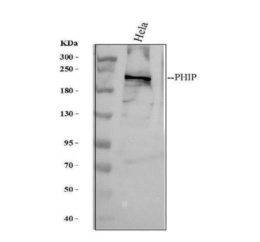 Anti-PHIP Antibody Picoband® Boster Bio