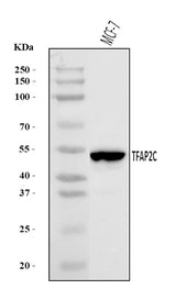 Anti-AP2 gamma/TFAP2C Antibody Picoband® Boster Bio