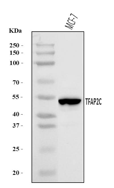 Anti-AP2 gamma/TFAP2C Antibody Picoband® Boster Bio