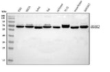 Anti-IRAK2 Antibody Picoband® Boster Bio