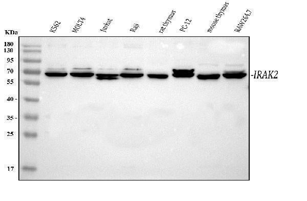 Anti-IRAK2 Antibody Picoband® Boster Bio