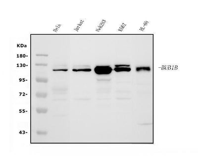 Anti-BubR1/BUB1B Antibody Picoband® Boster Bio