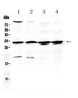 Anti-RPS6 Antibody Picoband® Boster Bio