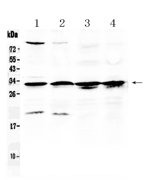 Anti-RPS6 Antibody Picoband® Boster Bio