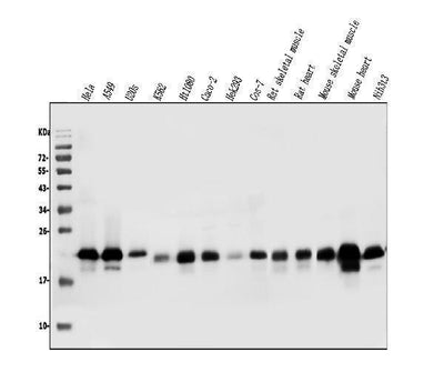 Anti-Caveolin-2/CAV2 Antibody Picoband® Boster Bio