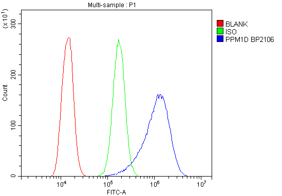 Anti-PPM1D/WIP1 Picoband® Antibody Boster Bio