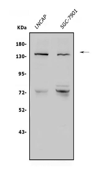 Anti-N-Cadherin-2 CDH2 CD325-Antibody Picoband® Boster Bio