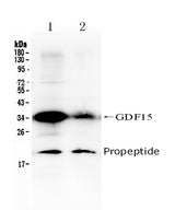 Anti-GDF15 Antibody Picoband® Boster Bio