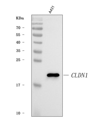 Anti-Claudin 1/CLDN1 Antibody Picoband® Boster Bio