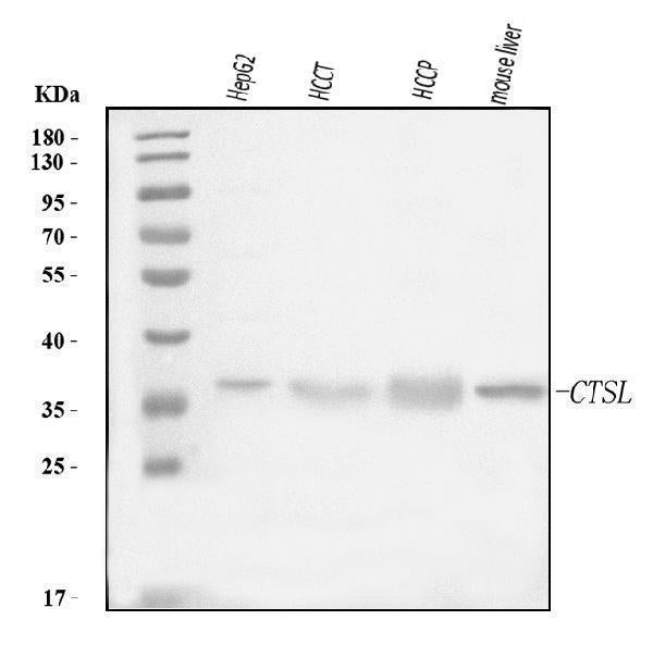 Anti-Cathepsin L/MEP/CTSL Antibody Picoband® Boster Bio