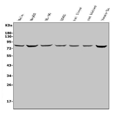 Anti-PNN/DRSP Antibody Picoband® Boster Bio