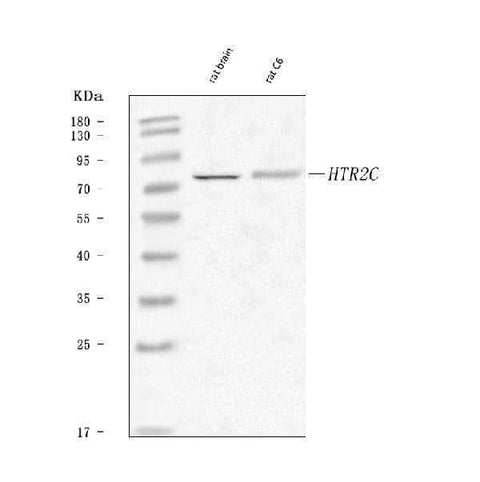 Anti-5-HT2C Receptor/HTR2C Antibody Picoband® Boster Bio