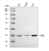 Anti-Spermidine synthase/SRM Antibody Picoband® Boster Bio