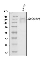 Anti-MRP4/ABCC4 Antibody Picoband® Boster Bio