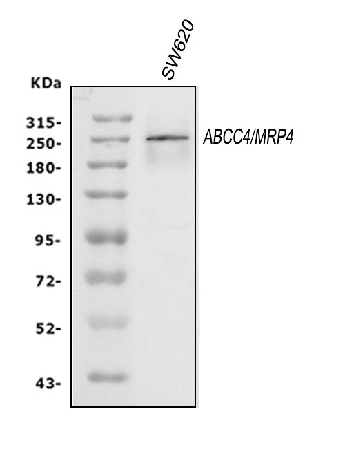 Anti-MRP4/ABCC4 Antibody Picoband® Boster Bio