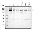 Anti-IQGAP1 Antibody Picoband® Boster Bio
