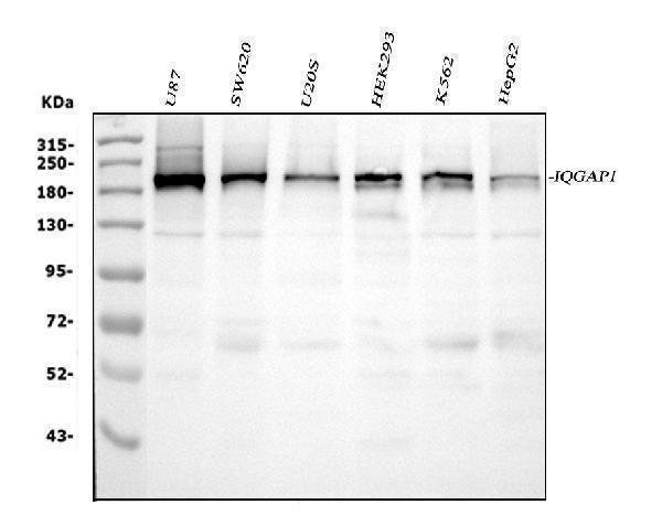 Anti-IQGAP1 Antibody Picoband® Boster Bio