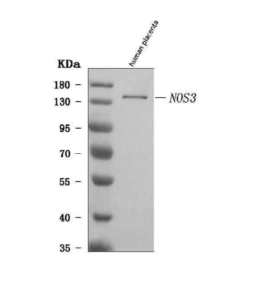 Anti-eNOS/NOS3 Antibody Picoband® Boster Bio