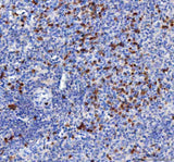 Anti-MIP-3 Beta/CCL19 Antibody Boster Bio