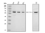 Anti-MUTYH Antibody Picoband® Boster Bio