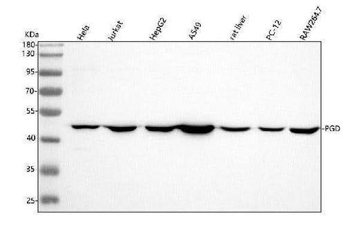 Anti-PGD Antibody Picoband® Boster Bio