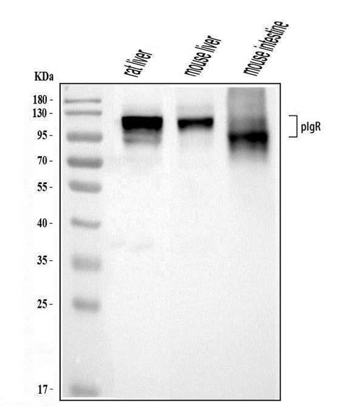 Anti-Polymeric immunoglobulin receptor/PIGR Picoband® Antibody Boster Bio