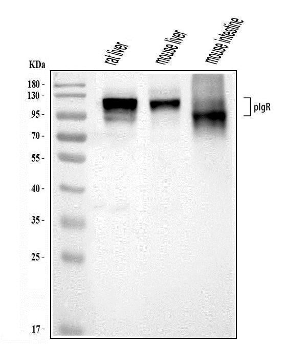 Anti-Polymeric immunoglobulin receptor/PIGR Picoband® Antibody Boster Bio
