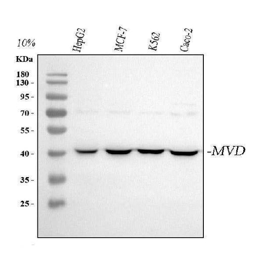 Anti-MVD Antibody Picoband® Boster Bio