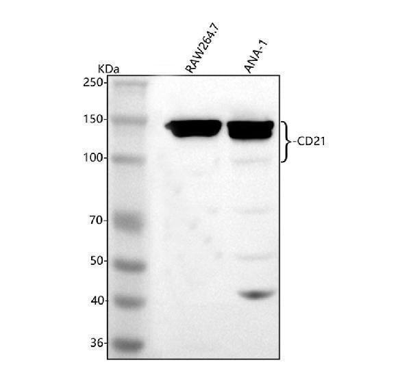 Anti-CD21/CR2 Antibody Picoband® Boster Bio
