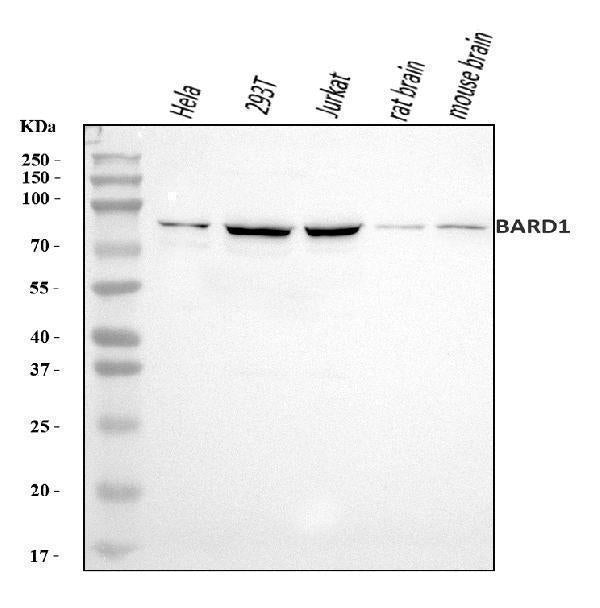 Anti-BARD1 Antibody Picoband® Boster Bio