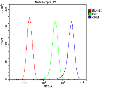 Anti-Carboxypeptidase M/CPM Antibody Picoband® Boster Bio