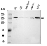 Anti-MUC4 Antibody Picoband® Boster Bio