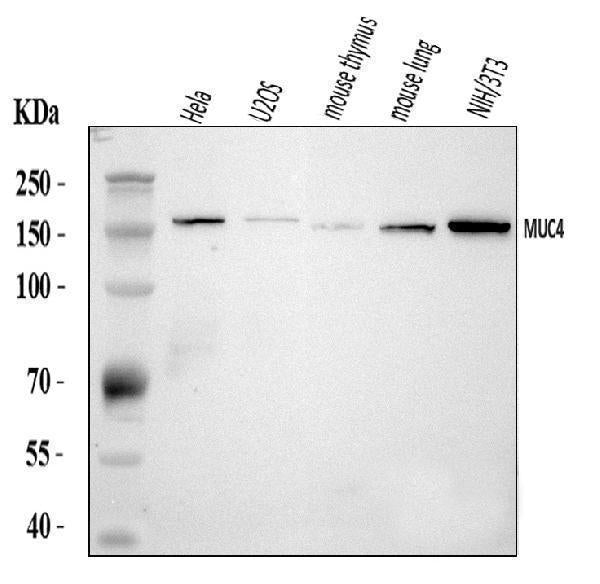 Anti-MUC4 Antibody Picoband® Boster Bio