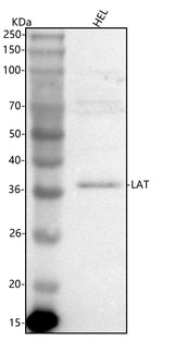 Anti-LAT Antibody Picoband® Boster Bio