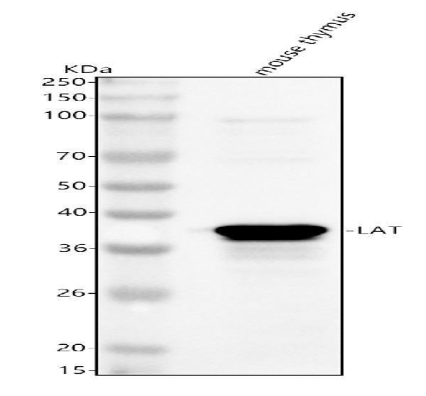 Anti-Lat Antibody Picoband® Boster Bio