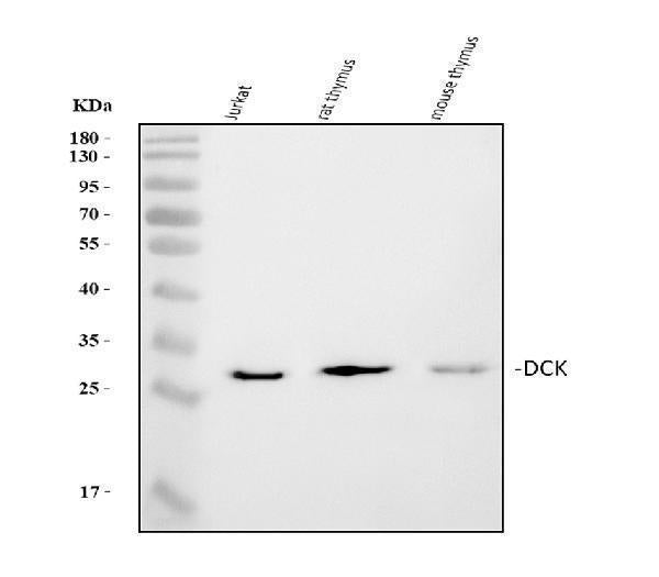 Anti-DCK Antibody Picoband® Boster Bio